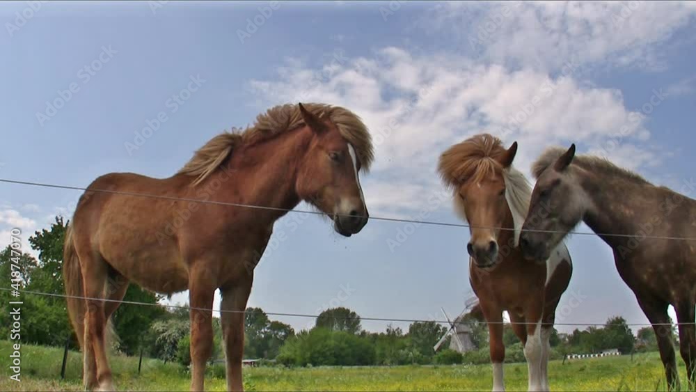 Three Tired Horses Three Tired Horses