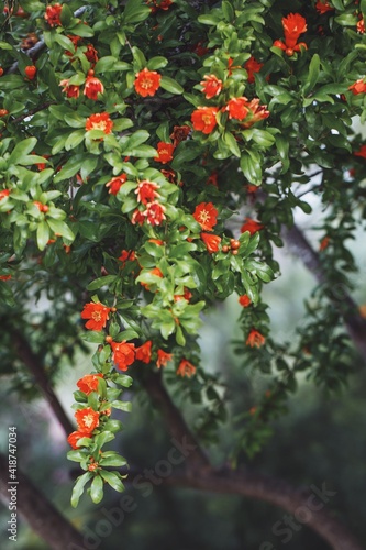 the pomegranate tree blooms with bright red flowers