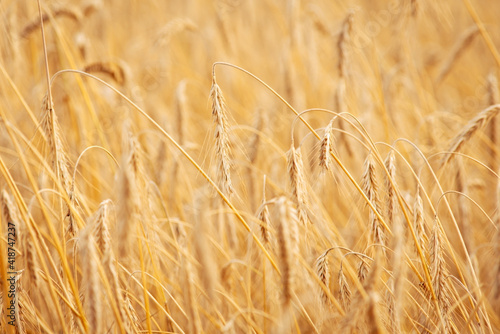 Close up shot of golden rye. Ripe ears of grains in the field  ready for harvesting.
