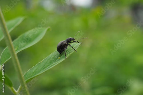 fly on leaf © Narayan