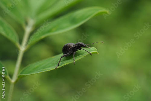 bug on a leaf © Narayan