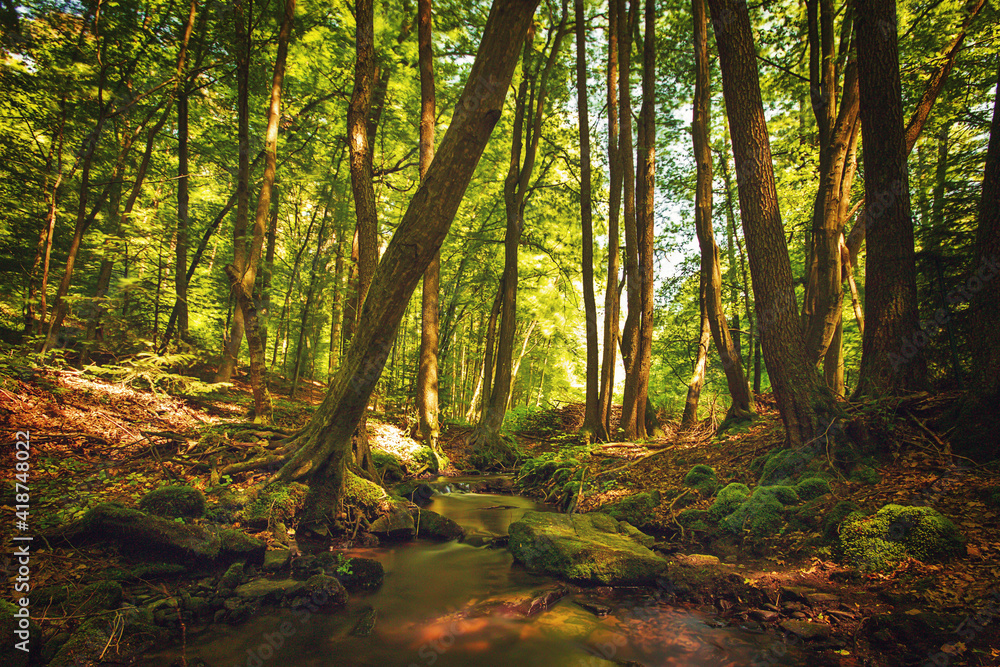 Fototapeta premium Wald mit Bachlauf