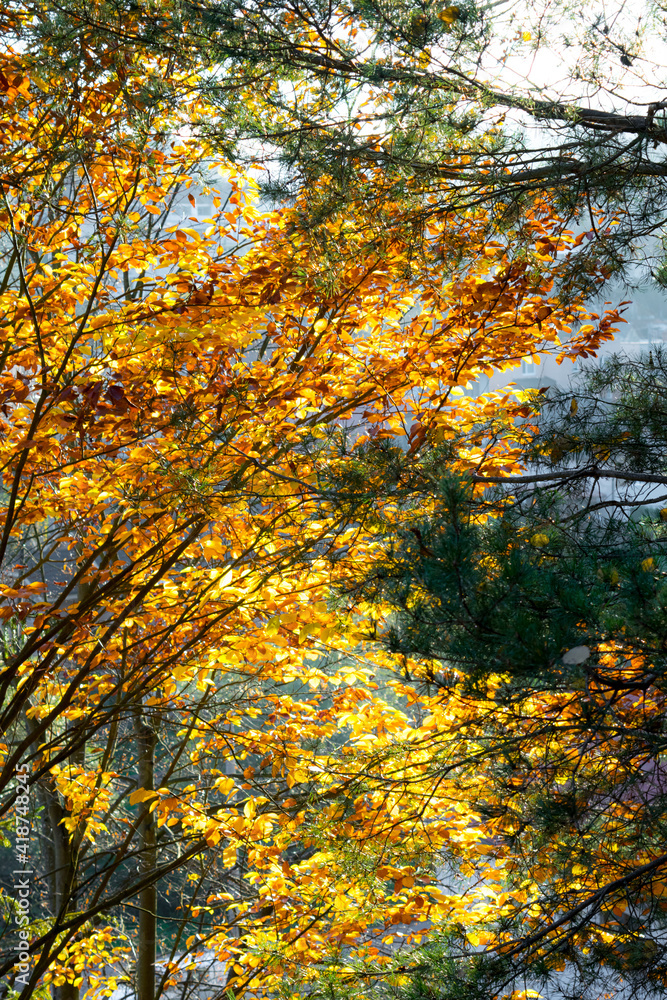Orange and yellow leaves on trees in forest in autumn
