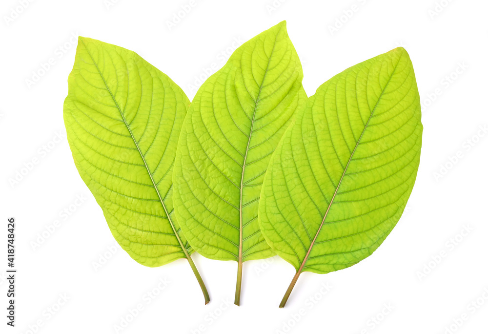 Fototapeta premium Mitragyna speciosa korth (Kratom) isolated on white background. Top view