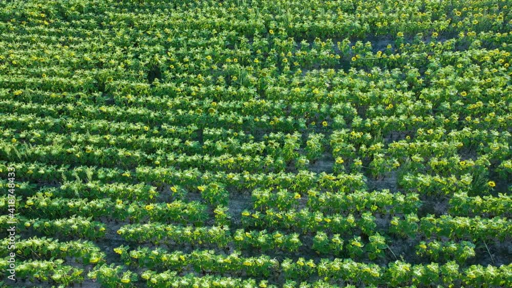 Aerial view of the cultivation of sunflowers in the region of Las Merindades, Burgos, Castilla y Leon, Spain, Europe Aerial view of the cultivation of sunflowers in the region of Las Merindades, Burgos, Castilla y Leon, Spain, Europe