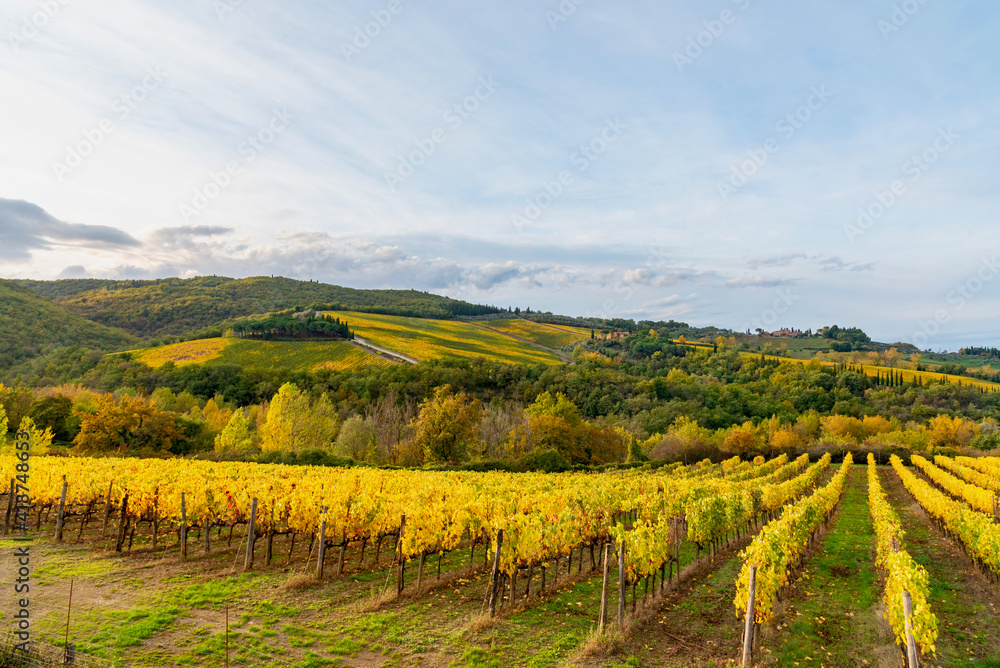 Chianti vineyards in autumn