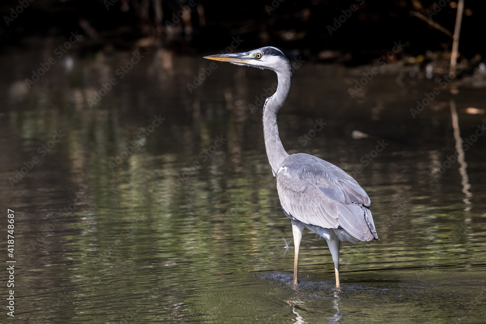 Grey Heron (Ardea cinerea) standing in water at wetland Grey Heron (Ardea cinerea) standing in water at wetland
