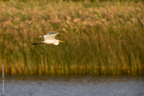 Great Egret (Ardea alba)  fly over wetland photo