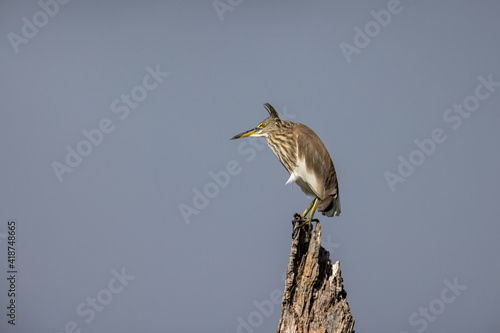 Portrait of bird - Chinese Pond Heron  (Ardeola bacchus) photo