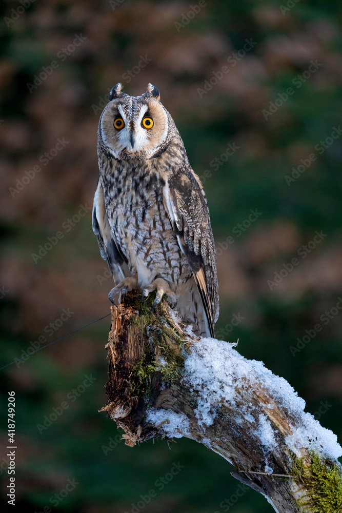 Obraz premium long-eared owl (Asio otus) on tree in forest.