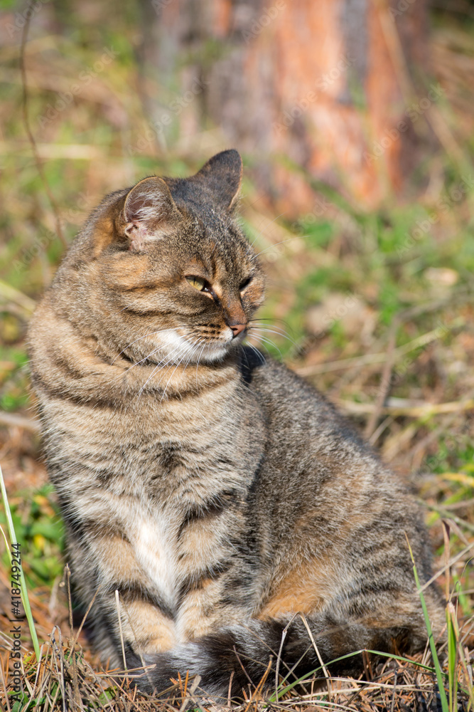 Cute cat in forest