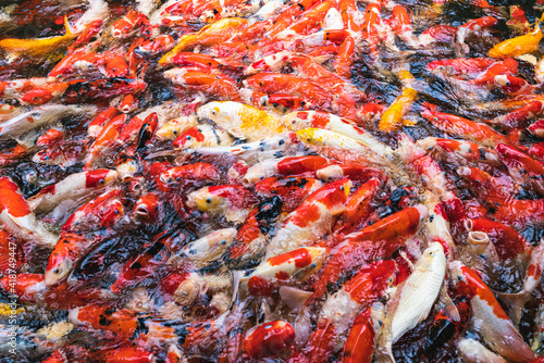 Feeding colorful koi carp fish in garden pool.