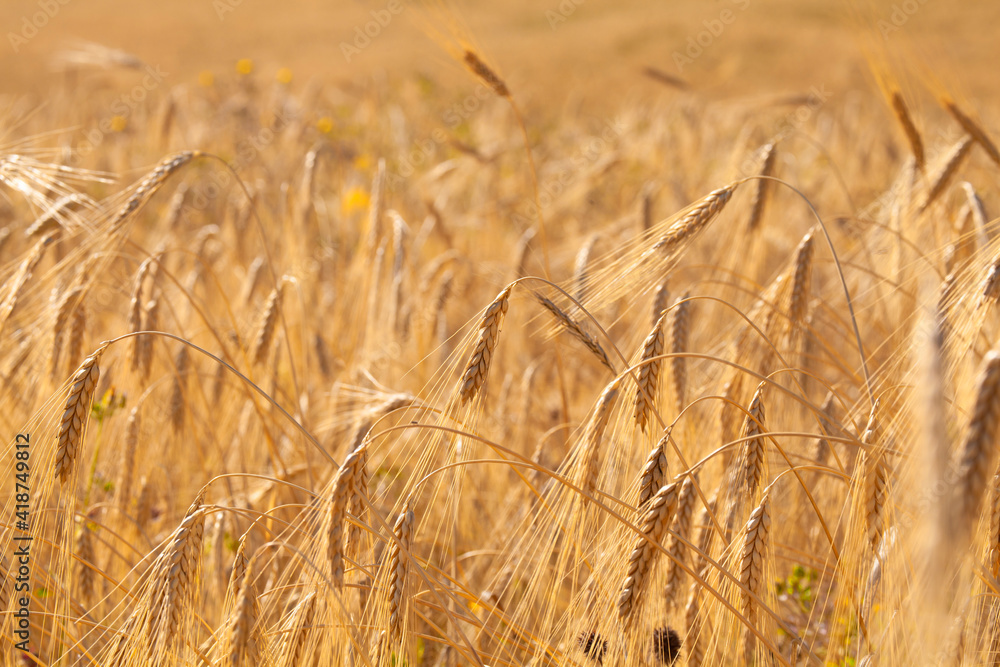 Wheat Ears field closeup in summer Wheat Ears field closeup in summer