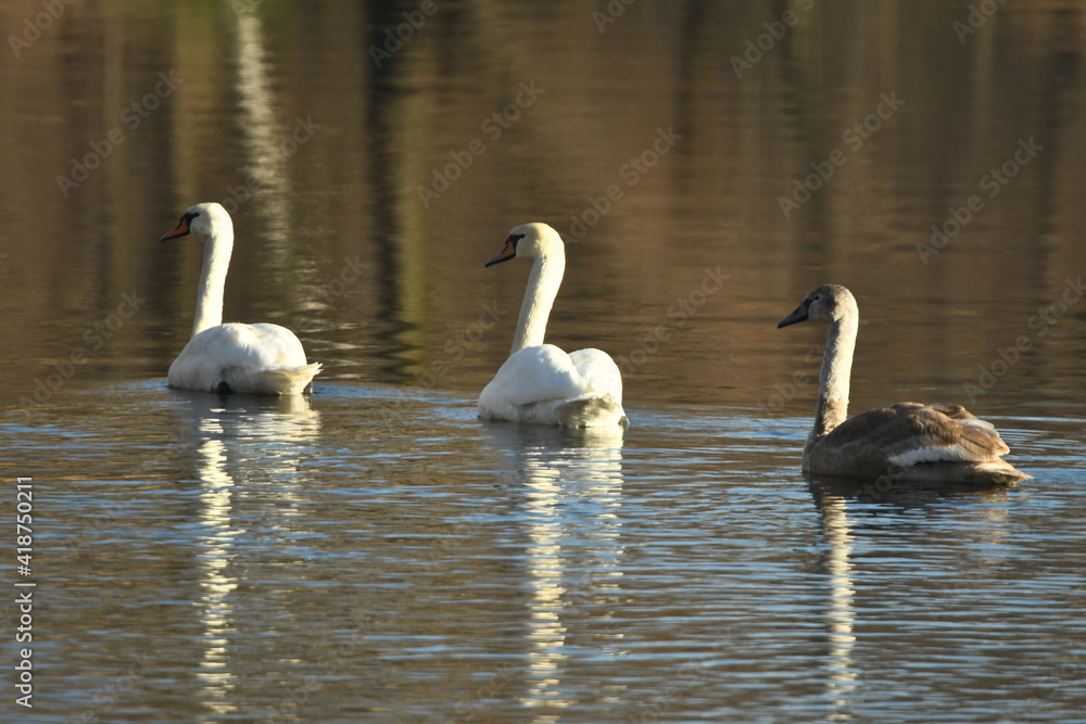 swans swim on the river in sunny day swans swim on the river in sunny day