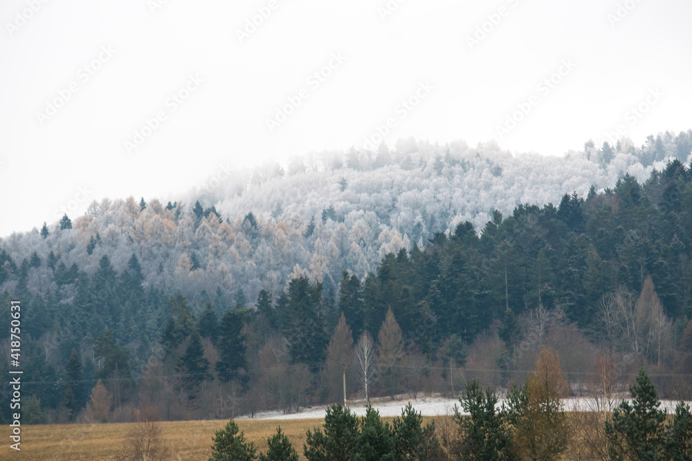 A hill with trees partially covered in snow