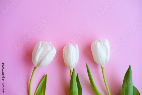 women day. Mother day .White tulips on pink background.Spring flowers.Flowery background.