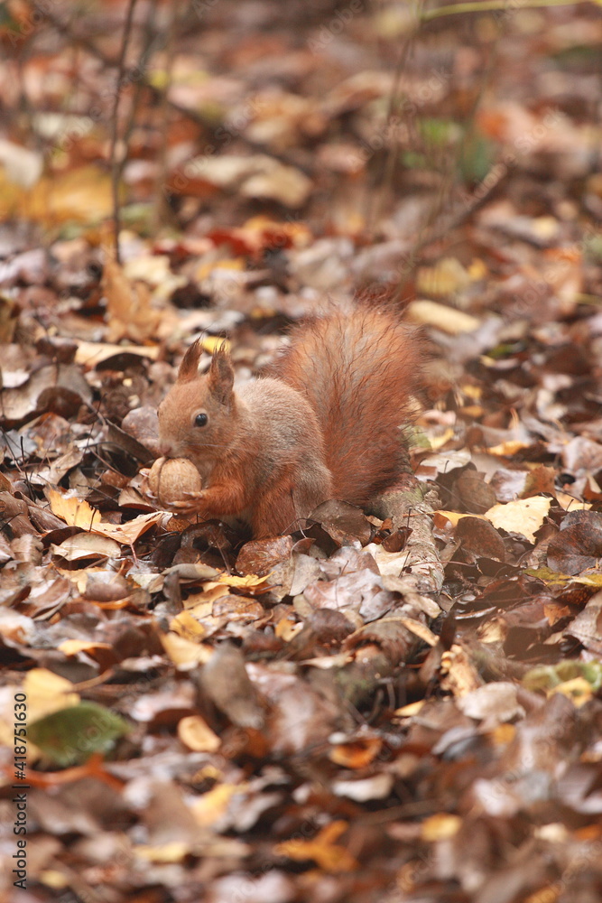 squirrel eating nut squirrel eating nut