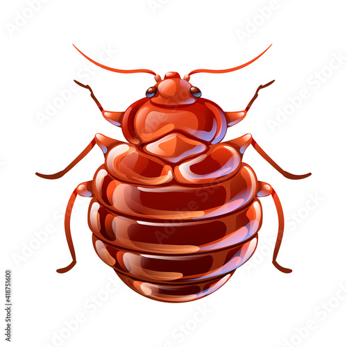Red begbug, macro vector illustration in cartoon