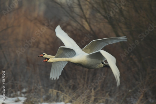 few swans  Cygnus  flying over the river