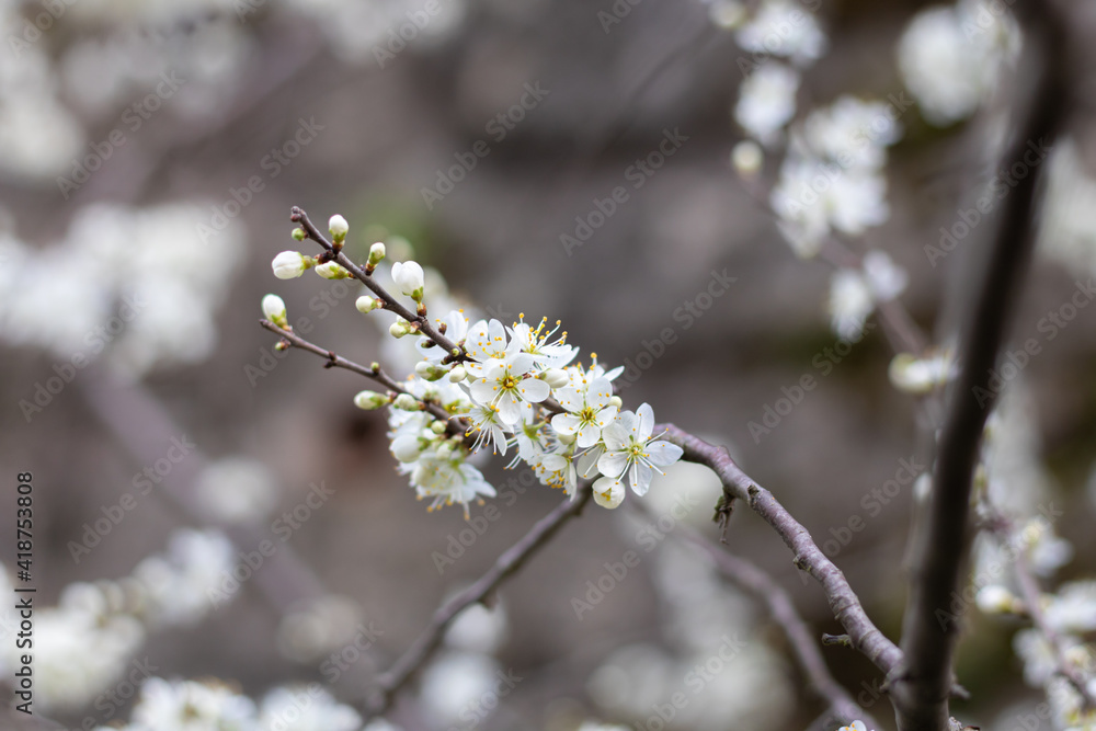 Gros plan sur des fleurs de pruniers (prunus spinosa) au printemps Gros plan sur des fleurs de pruniers (prunus spinosa) au printemps