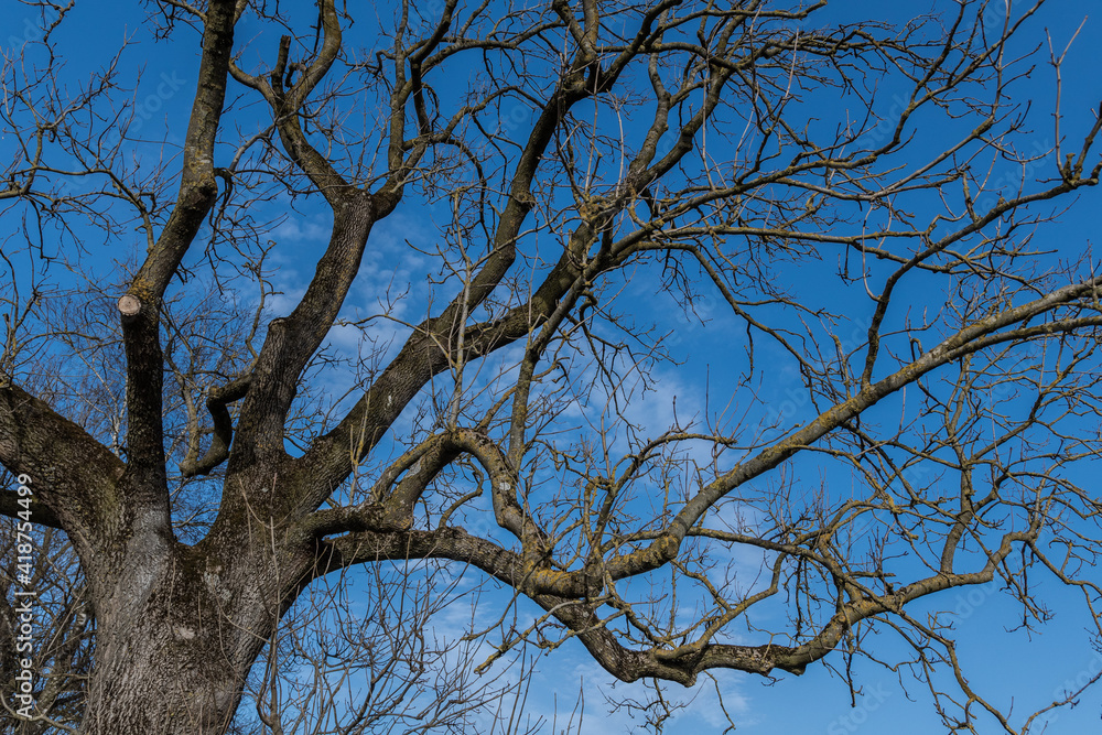 Baum mit Knospen vor blauem Himmel und Wolken Baum mit Knospen vor blauem Himmel und Wolken