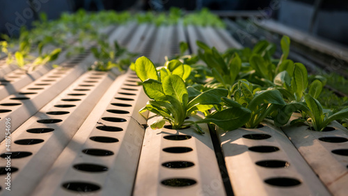 Hydroponic indoor vegetable plants in factory