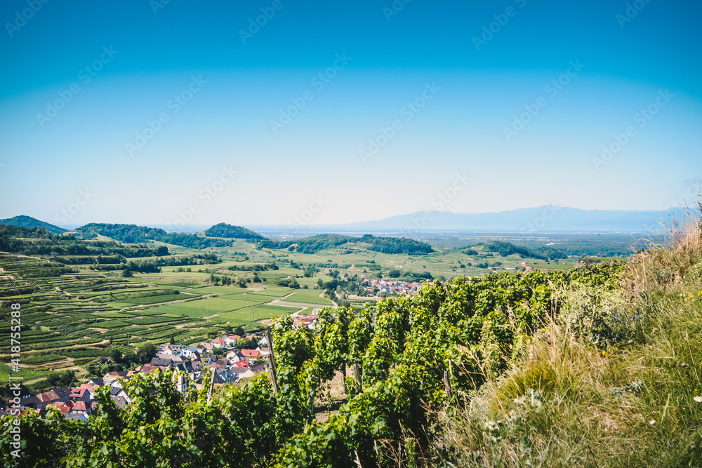 Beautiful view of a vineyard terraces and a village in the valley at Kaiserstuhl, Germany under a clear blue sky. The Rhine valley and the french Vosges mountains are in background.