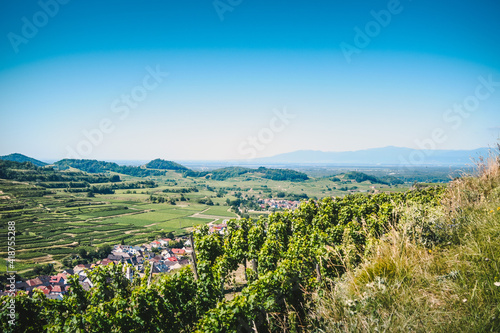 Beautiful view of a vineyard terraces and a village in the valley at Kaiserstuhl  Germany under a clear blue sky. The Rhine valley and the french Vosges mountains are in background.
