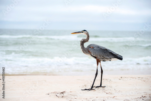 Sea crane bird standing by the ocean. photo