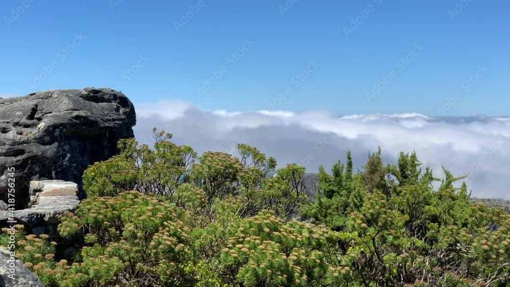 Table Mountain top huge granite boulders green fynbos vegetation and view of clouds flowing over the Twelve Apostles Mountains Table Mountain top huge granite boulders green fynbos vegetation and view of clouds flowing over the Twelve Apostles Mountains