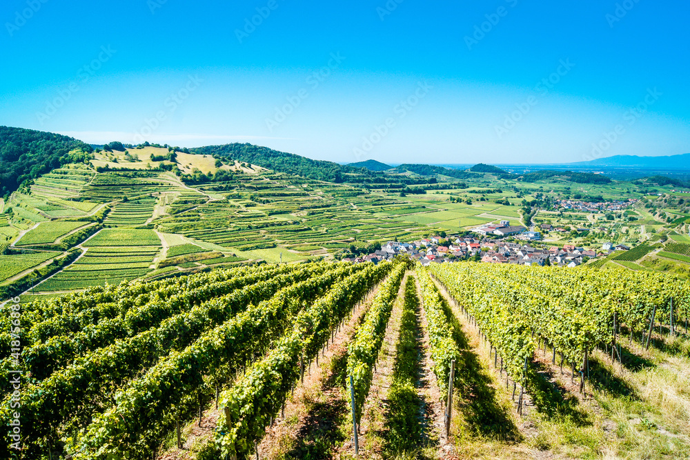 Beautiful view of a vineyard terraces and a village in the valley at Kaiserstuhl, Germany under a clear blue sky. The Rhine valley and the french Vosges mountains are in background.