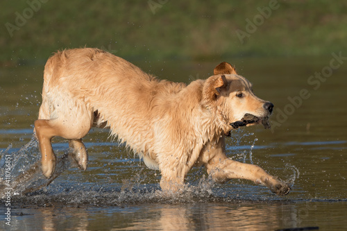 Golden retriever splashing about in pond © Kevin