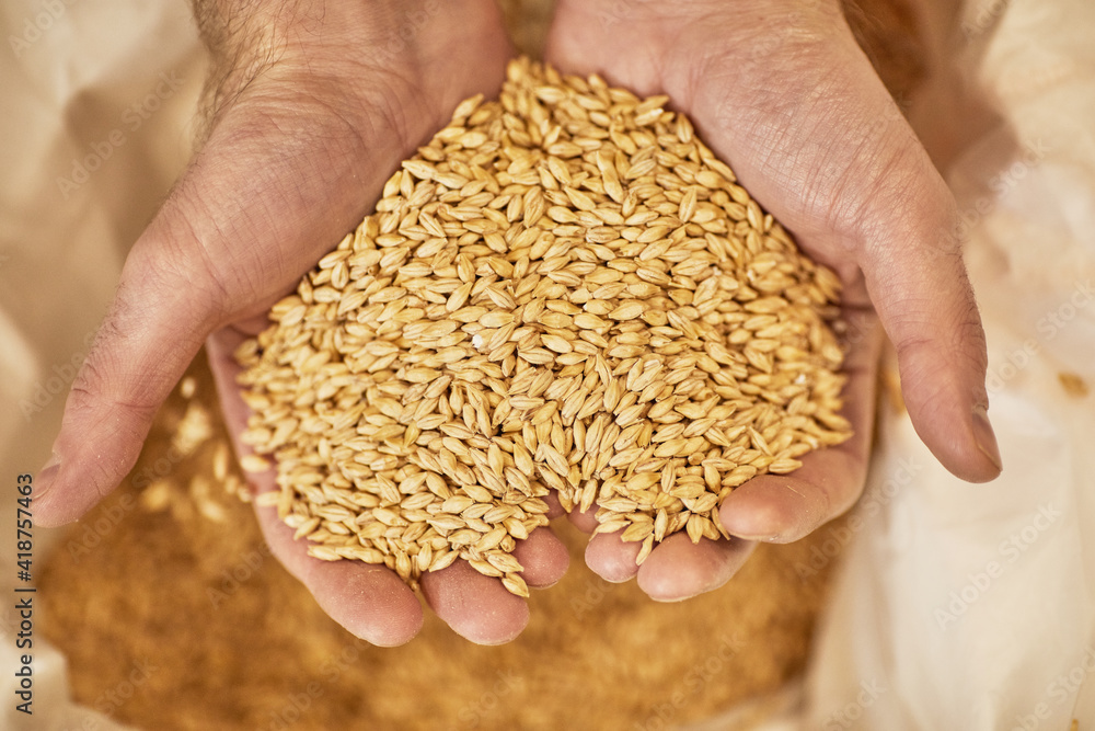 Top view close up of male hands holding what or barley crops in heart shaped scoop over burlap bag, copy space Top view close up of male hands holding what or barley crops in heart shaped scoop over burlap bag, copy space