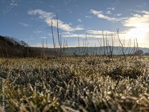  Frosted Saltmarsh grasses at Arnside in Winter photo