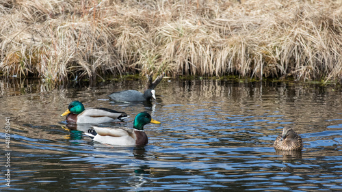 Enten im Wasser