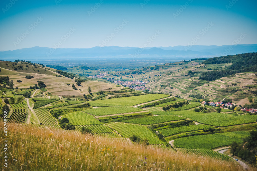 Beautiful view of a vineyard terraces and a village in the valley at Kaiserstuhl, Germany under a clear blue sky. The Rhine valley and the French Vosges mountains are in background.