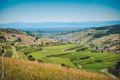 Beautiful view of a vineyard terraces and a village in the valley at Kaiserstuhl, Germany under a clear blue sky. The Rhine valley and the French Vosges mountains are in background. © ThePhotoFab