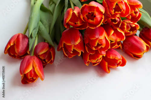 Red tulips on a white background. Blur.