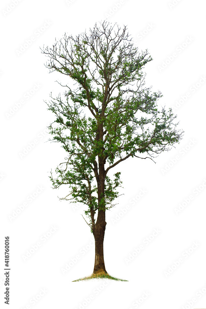 Green trees on a white background Green trees on a white background