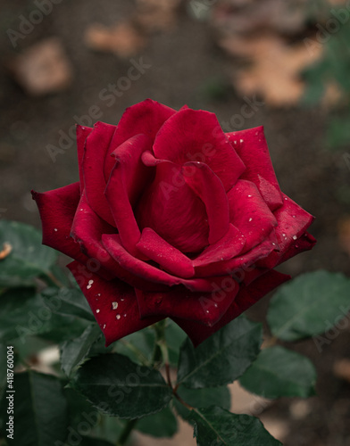 single red rose