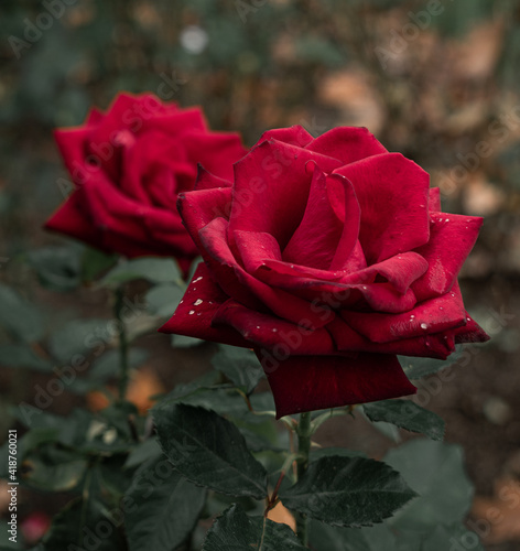 a couple of red roses