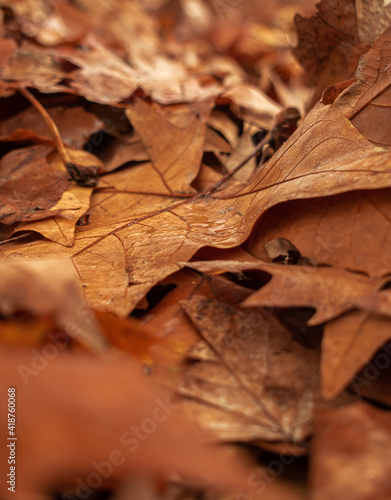 autumn leaves on the ground