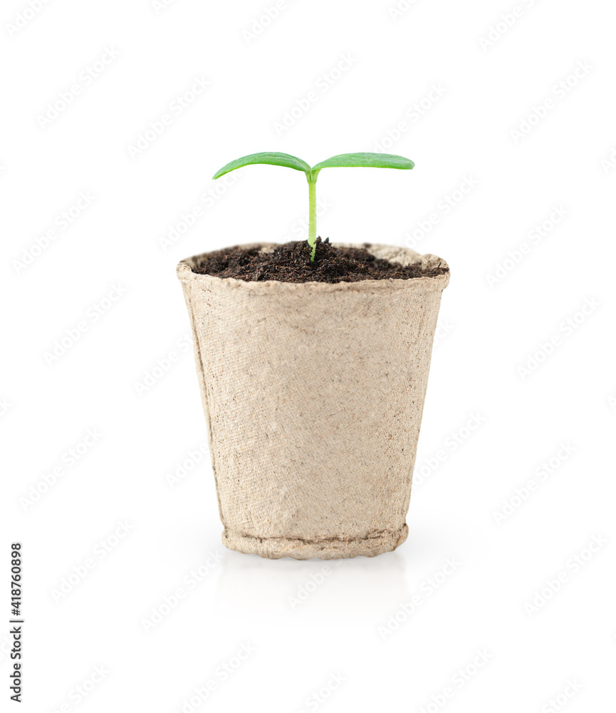 Little green seedling growing in a pot isolated on white background
Little green seedling growing in a pot isolated on white background