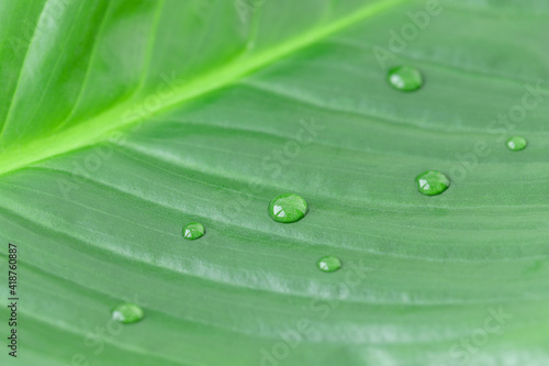 Macrophotograthy of natural green leaf with raindrops