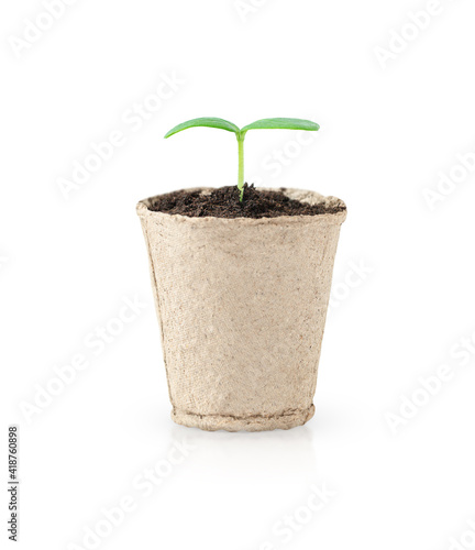 Little green seedling growing in a pot isolated on white background	
