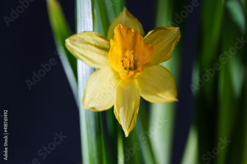Photo of a yellow narcissus flower. Background Narcissus macro. Daffodil with yellow bud and green leaves close-up.