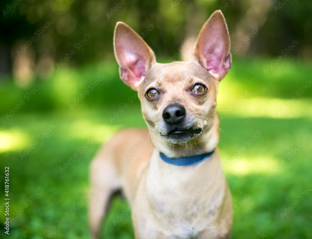 A Chihuahua dog with a head tilt