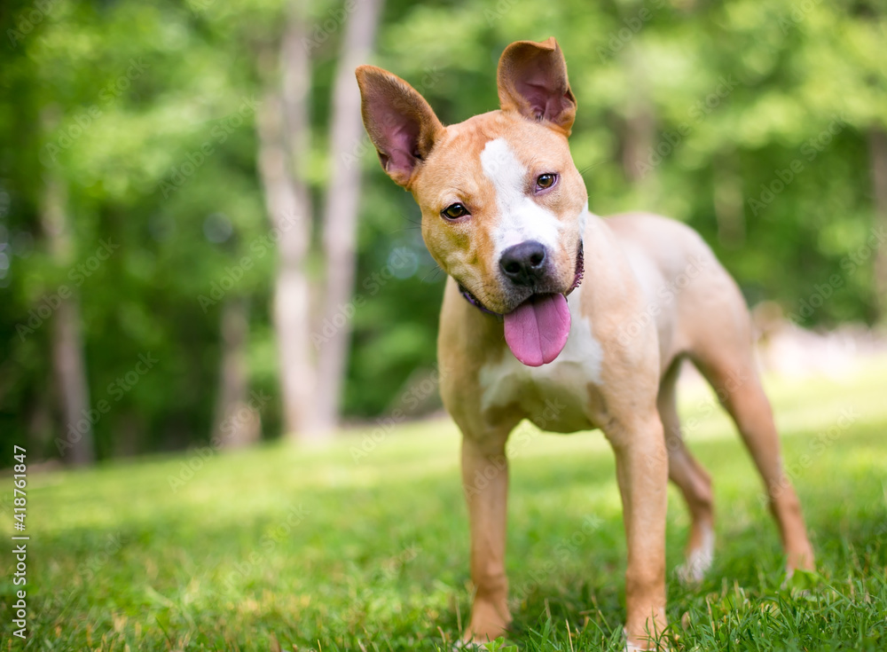 A happy Pit Bull Terrier mixed breed dog with large ears