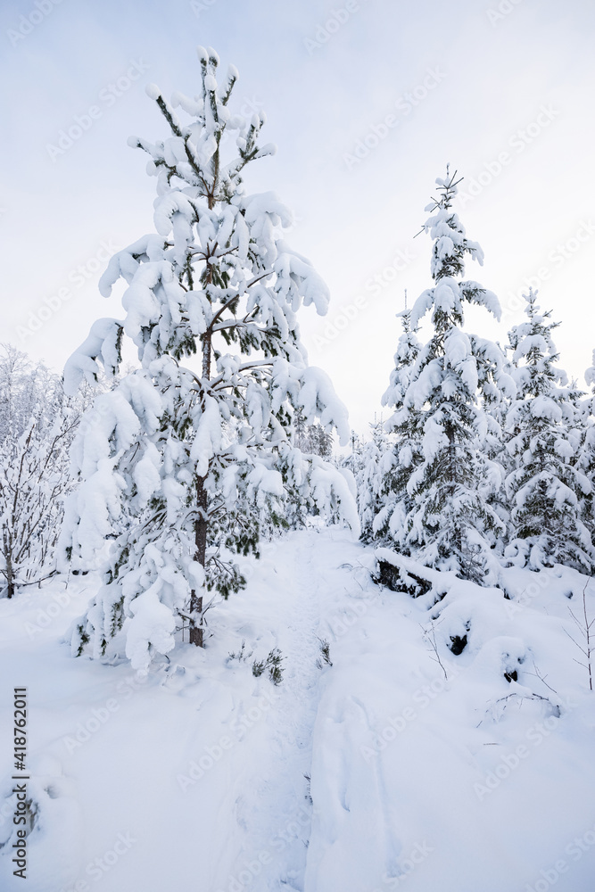 Path in winter forest through trees covered in snow Path in winter forest through trees covered in snow