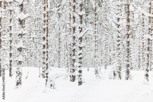 Snowy tree trunks in winter forest